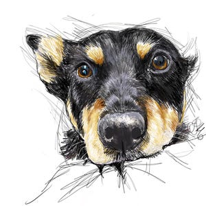May include: A digital sketch of a dog's face featuring black fur with tan markings above the eyes, on the cheeks, and around the muzzle. The dog has brown eyes, a black nose, and one ear standing upright while the other is folded down.