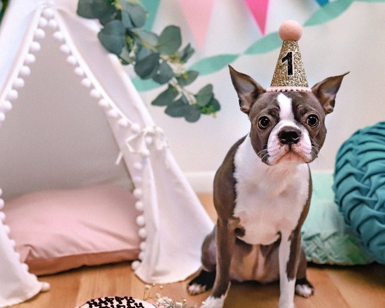 Pet Puppy Cat Kitten Kitty Pig Birthday Crown Dog Birthday Hat The Pawty Animals White /& Black Dog Gift Pet Birthday Party Outfit