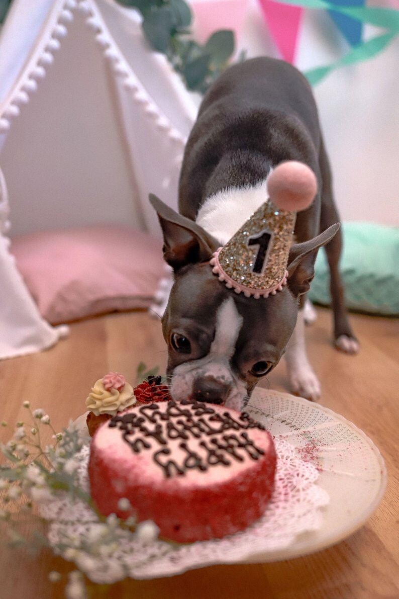 Pet Puppy Cat Kitten Kitty Pig Birthday Crown Dog Birthday Hat The Pawty Animals White /& Black Dog Gift Pet Birthday Party Outfit
