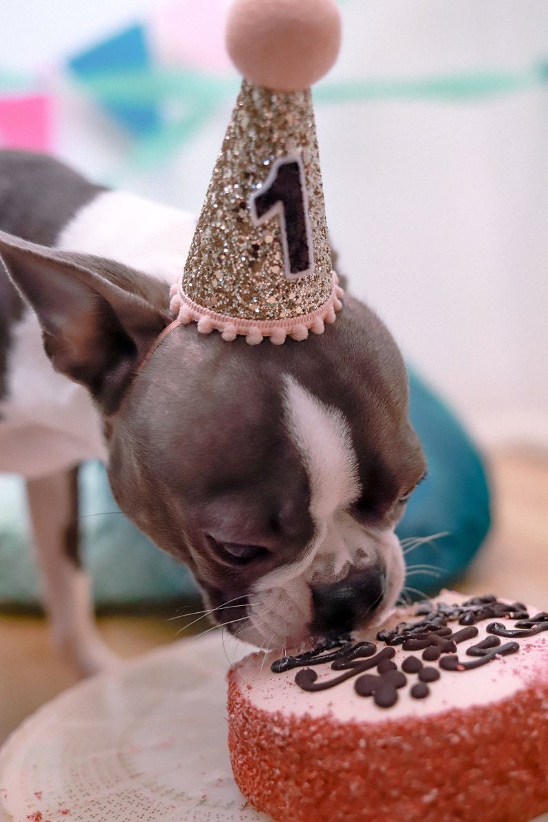 Pet Puppy Cat Kitten Kitty Pig Birthday Crown Dog Birthday Hat The Pawty Animals White /& Black Dog Gift Pet Birthday Party Outfit