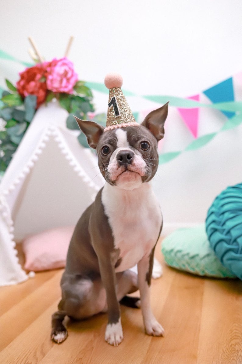 Pet Puppy Cat Kitten Kitty Pig Birthday Crown Dog Birthday Hat The Pawty Animals White /& Black Dog Gift Pet Birthday Party Outfit