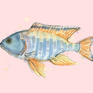 African Cichlid Print (Pink) - W009