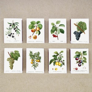 set of 8 MATCHBOX various FRUIT TREE Flower shrubs illustrations paintings botanical artworks vintage style printing matches match holder