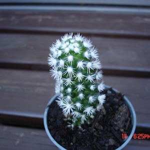 MAMMILLARIA GRACILIS "Arizona Snowcap" CACTUS