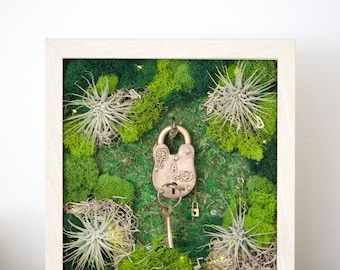 Air Plant Frame with Multiple Air Plants, Reindeer Moss and Lichen 10x10 inches 4 frame color options