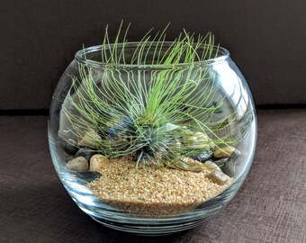 Air Plant Glass Globe Terrarium Kit with Air Plant, Sand and River Rock – Great Gift!