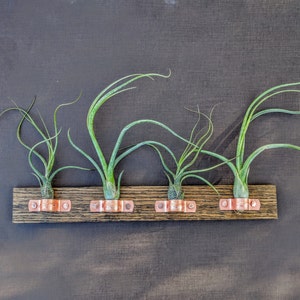 Wall Plaque with Four Copper Holders (Air Plants Included)