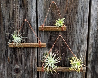 Set of Three Small Hanging Wood & Suede Air Plant Holders with Four or Six Air Plants (Copper Nails Included)