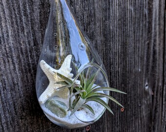 Hanging Air Plant Glass Teardrop Terrarium with Tillandsia, Starfish and Beach Rocks Kit