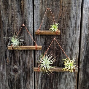 Set of Three Small Hanging Wood & Suede Air Plant Holders with Four or Six Air Plants (Copper Nails Included)