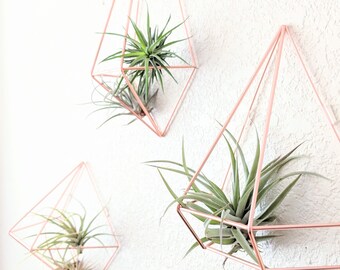 Set of three Geometric Air Plant Prism Wall Decor, Three Color Choices, Seven Air Plants included!