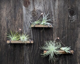 Set of Three Small Hanging Wood & Cotton Cord Air Plant Holders, 3 Color Options (shown here in Coffee Bean) Vegan! Best Seller!