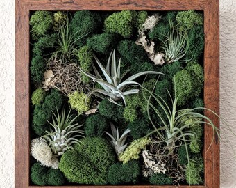 Air Plant Frame with Multiple Air Plants, Reindeer Moss and Lichen 10x10 inches 4 frame color options