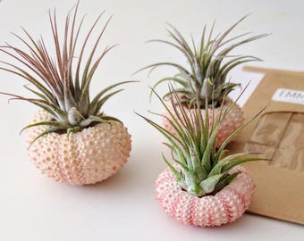 Air Plant and Pink Urchin Air Plant Holder