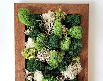 Framed Vertical Moss Wall Garden with Reindeer Moss, Spanish Moss and Lichen - 5x7 inches,  5 frame color options!