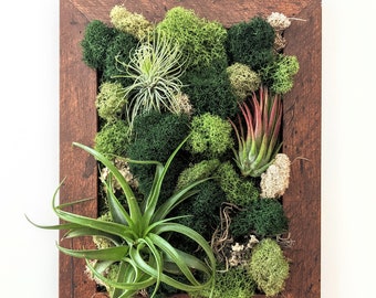 Air Plant Frame with Three Air Plants Moss and Lichen