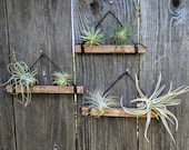 Set of Three Large Hanging Wood Suede (Dark Brown) Air Plant Holders in with Four or Six Air Plants (Copper Nails Included)