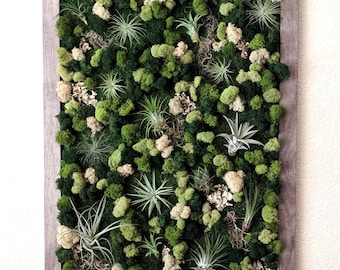 Extra Large Framed Vertical Wall Garden with Multiple Air Plants, Reindeer Moss and Lichen -20x26 Inches 4 Frame Color Options - Best Seller