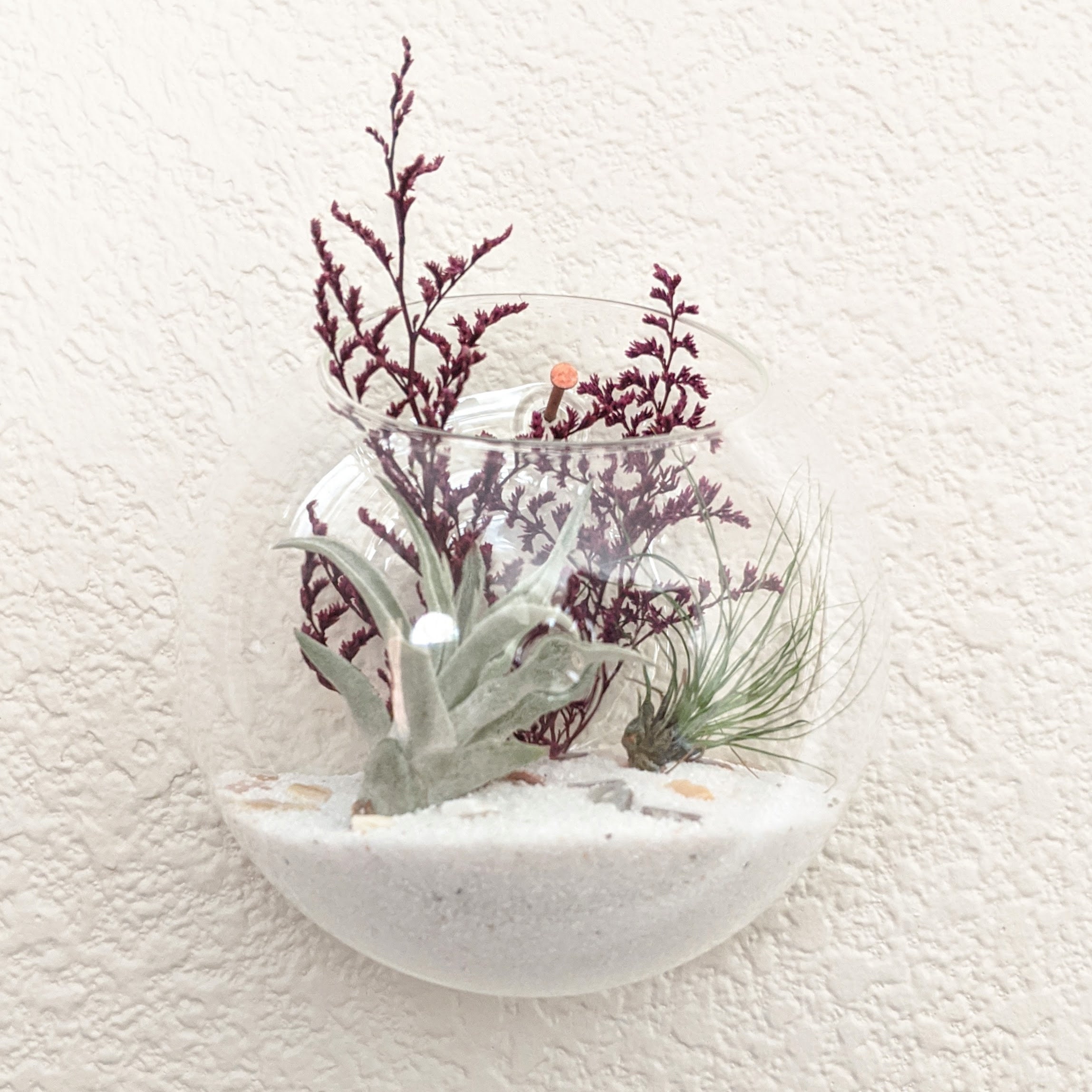 Wall Mounted Handblown Glass Globe Air Plant Terrarium Kit Etsy