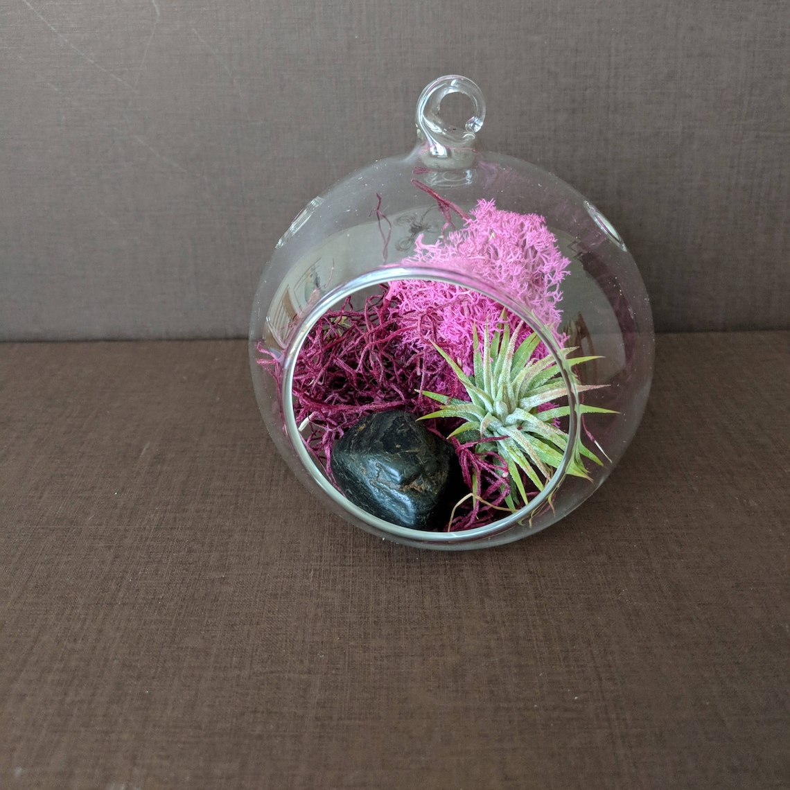 Hanging Glass Globe Air Plant Terrarium Kit with Air Plant Etsy