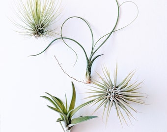Air Plant Variety Set of Four Plants
