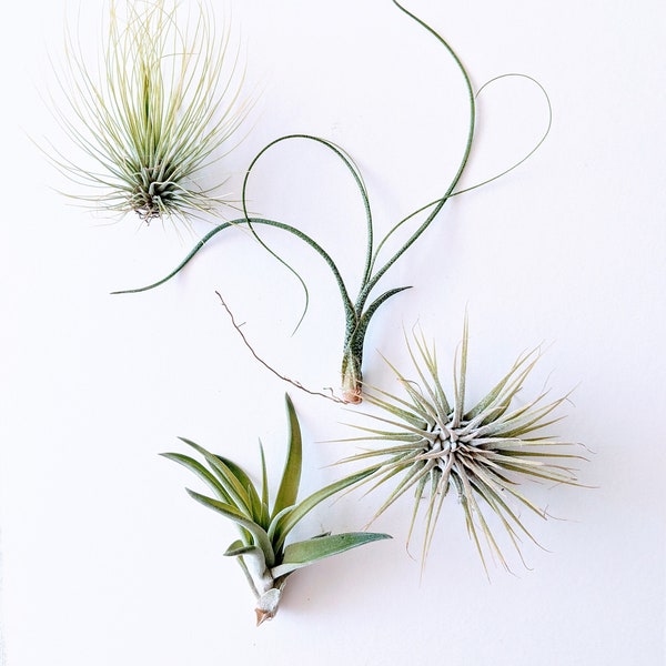 Air Plant Variety Set of Four Plants