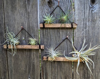 Set of Three Large Hanging Wood with Brown Suede Air Plant Holders with Six Air Plants (Copper Nails Included)