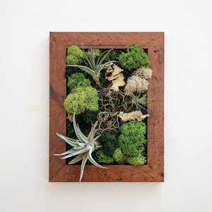 Air Plant Frame with Three Air Plants Moss and Lichen image 7