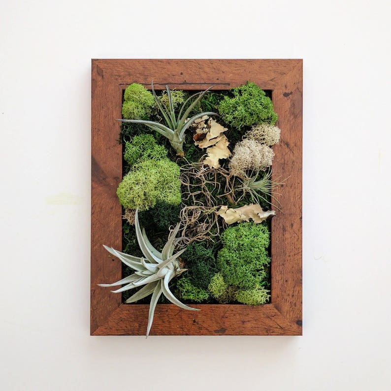 Framed Desktop Garden with Three Air Plants Reindeer Moss and Lichen 5x7 inches