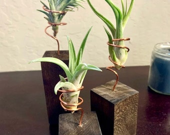 Trio of Air Plant Stands