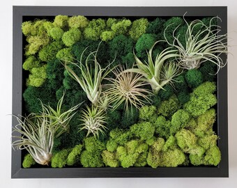 Air Plant and Reindeer Moss Living Wall Shadowbox Frame