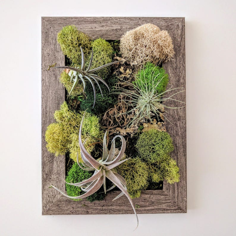 Framed Desktop Garden with Three Air Plants Reindeer Moss and Lichen 5x7 inches