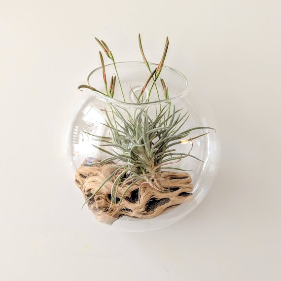 Terrarium Glass Himmeli Air Plant