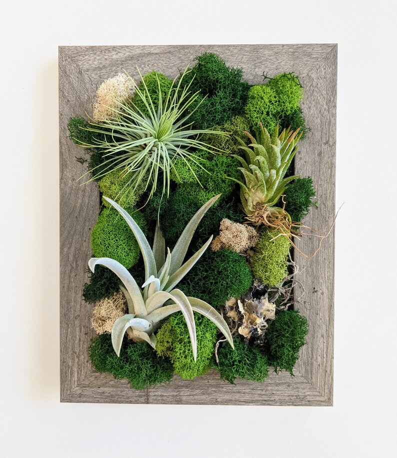 Air Plant Frame with Three Air Plants Moss and Lichen Barnwood Grey