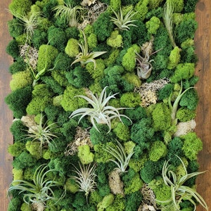 Large Framed Vertical Wall Garden with Multiple Air Plants, Reindeer Moss and Lichen - 4 Frame Color Options