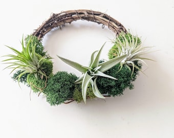 Air Plant Wreath with Air Plants, Spanish Moss and Reindeer Moss