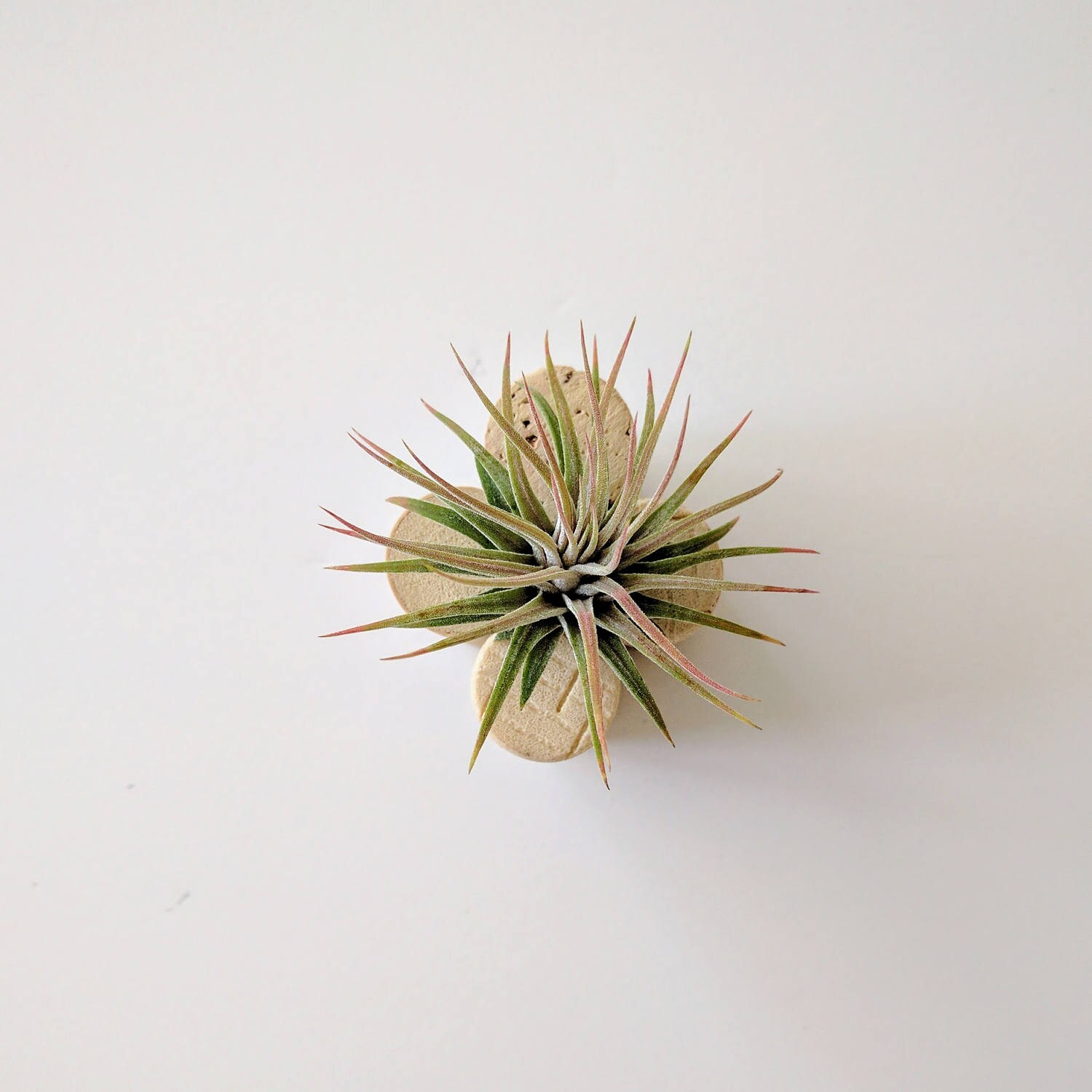 Cork Air Plant Holder for the Wine Lover Etsy