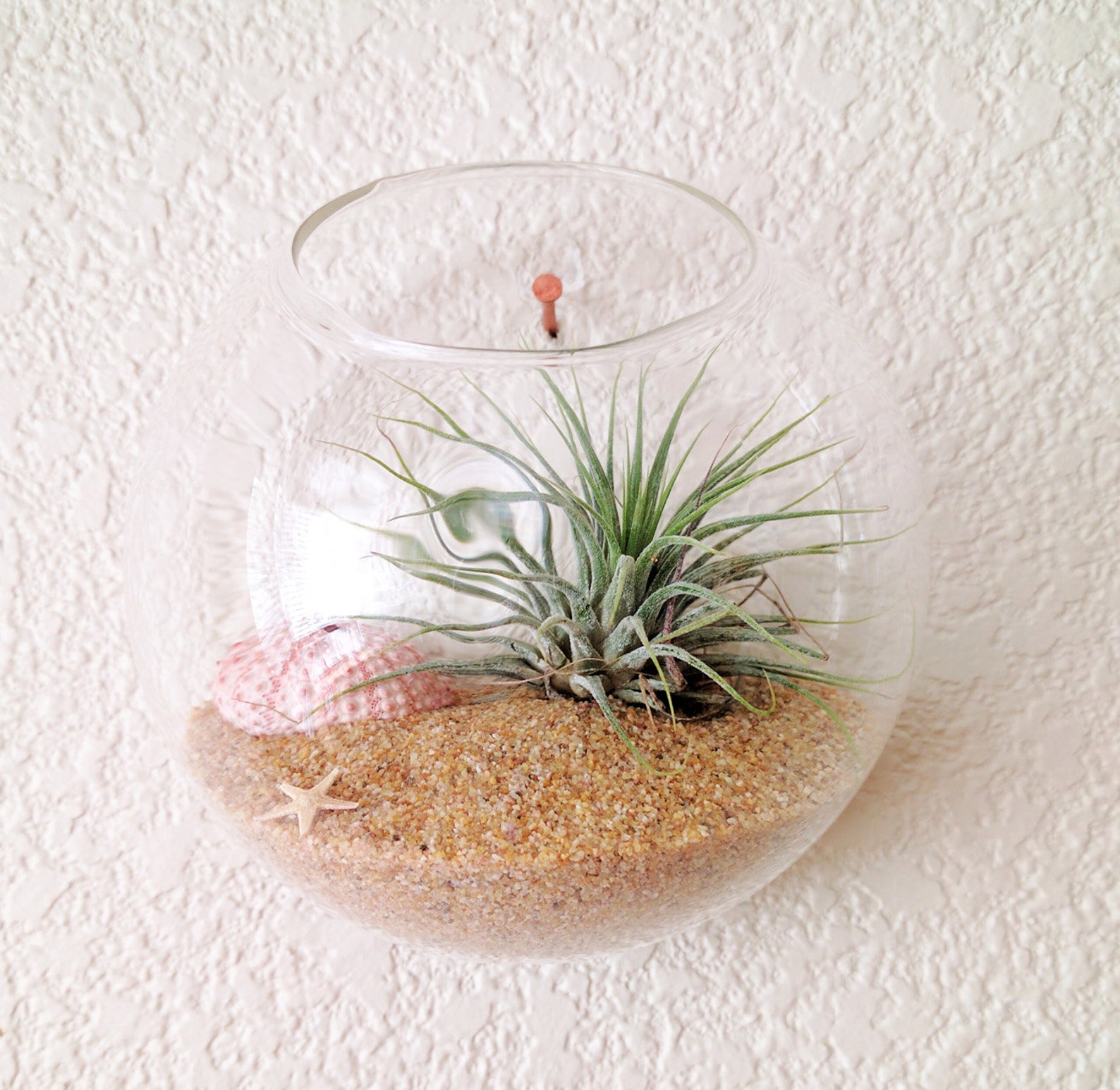 Wall Mounted Handblown Glass Globe Air Plant Terrarium Kit Etsy