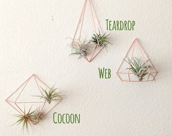 Air Plant Prism Wall Decor, Three Color Choices, Air Plants included!