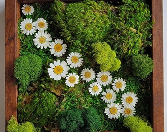 Framed Vertical Moss Wall Garden with Dried Flowers and a Variety of Mosses Daisy River