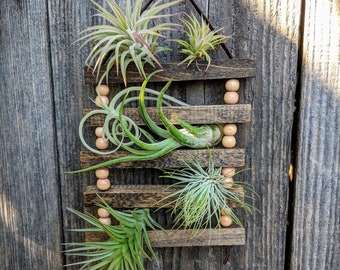 Small Hanging Wood & Suede Air Plant Ladder with Four or Six Air Plants