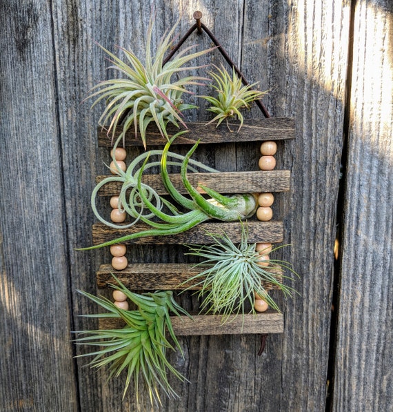 Petite échelle suspendue pour plantes à air en bois et daim avec quatre ou  six plantes à air -  France