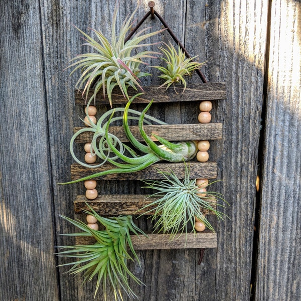 Small Hanging Wood & Suede Air Plant Ladder with Four or Six Air Plants
