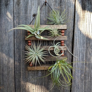 Small Hanging Wood & Cotton Cord Air Plant Ladder with Four or Six Air Plants - Vegan!