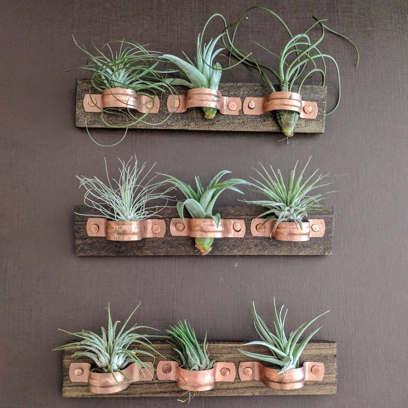 Air Plant Wall Plaque With Copper Holders and Three Air Plants Etsy