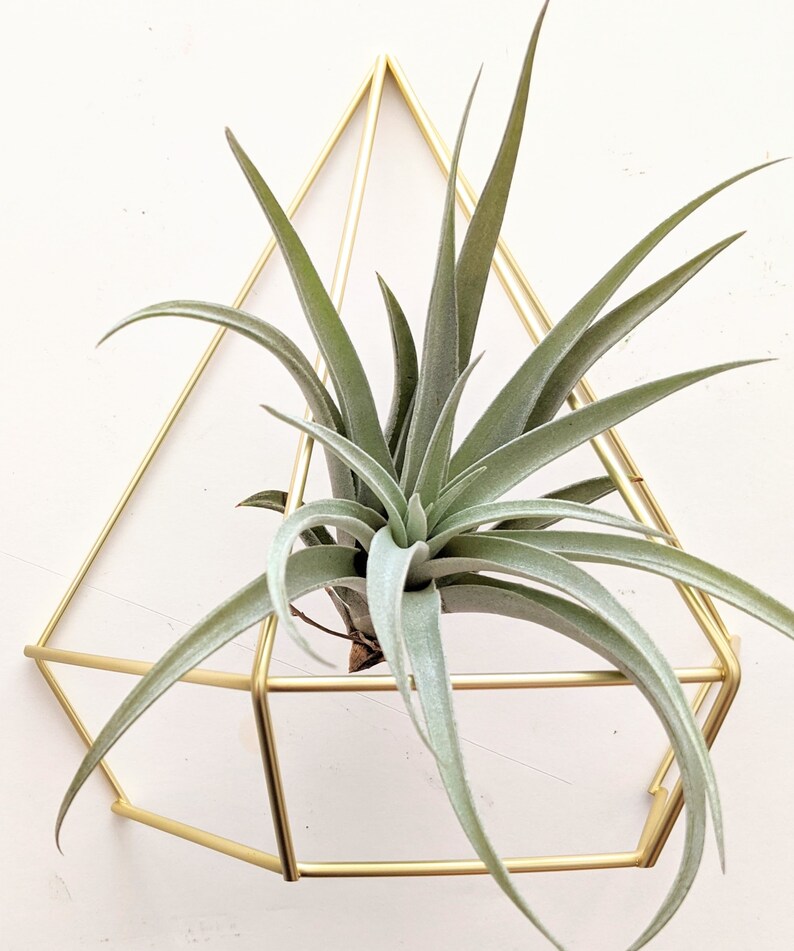 Set of Three Geometric Air Plant Prism Wall Decor Three Color Etsy