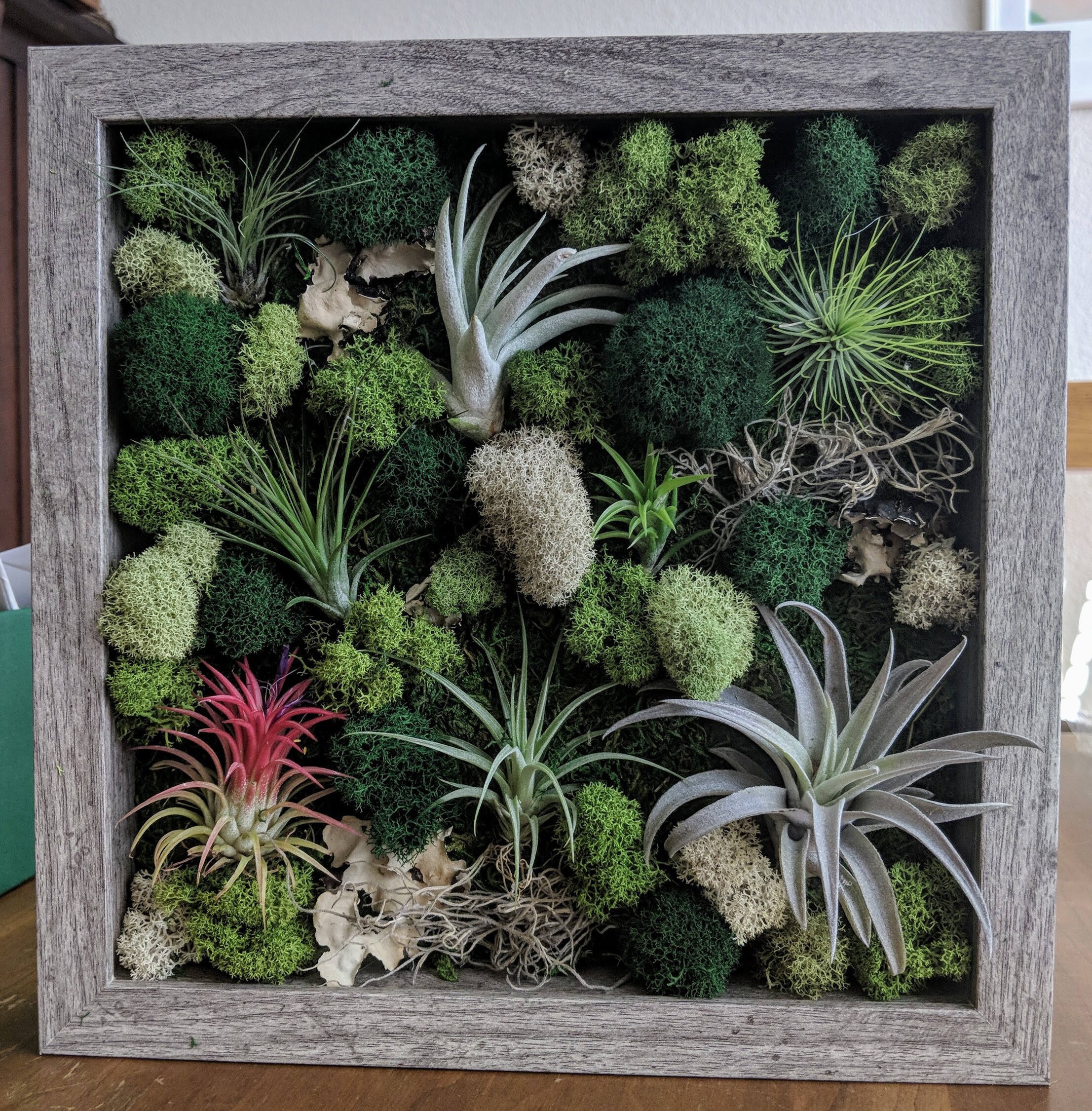 11+ Air Plant Frame