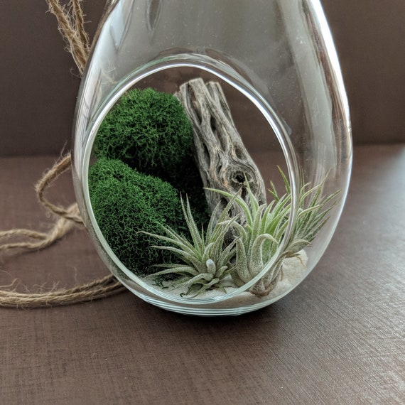Three Air Plants in Glass Terrarium lemiest Home &amp; Living