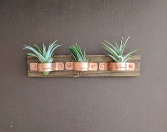 Air Plant Wall Plaque with Copper Holders and Three Air Plants (Tillandsia)