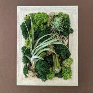 Air Plant Frame with Three Air Plants Moss and Lichen image 6